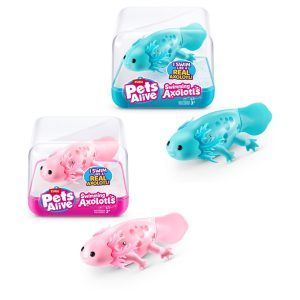 Pets alive swimming axolotl