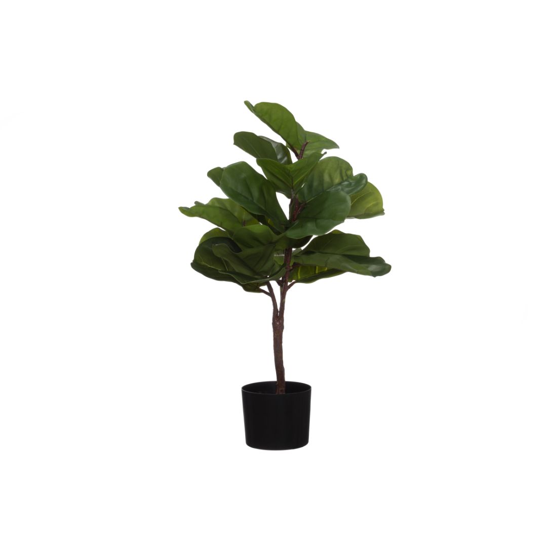 4living ficus lyrata i potte 80 cm