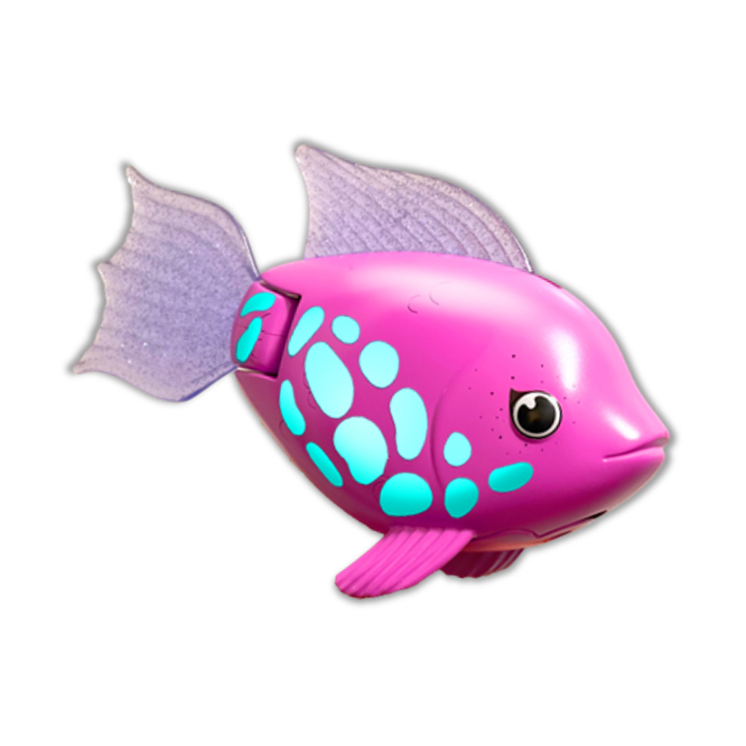 Rainbow reef fish rainbow fi
