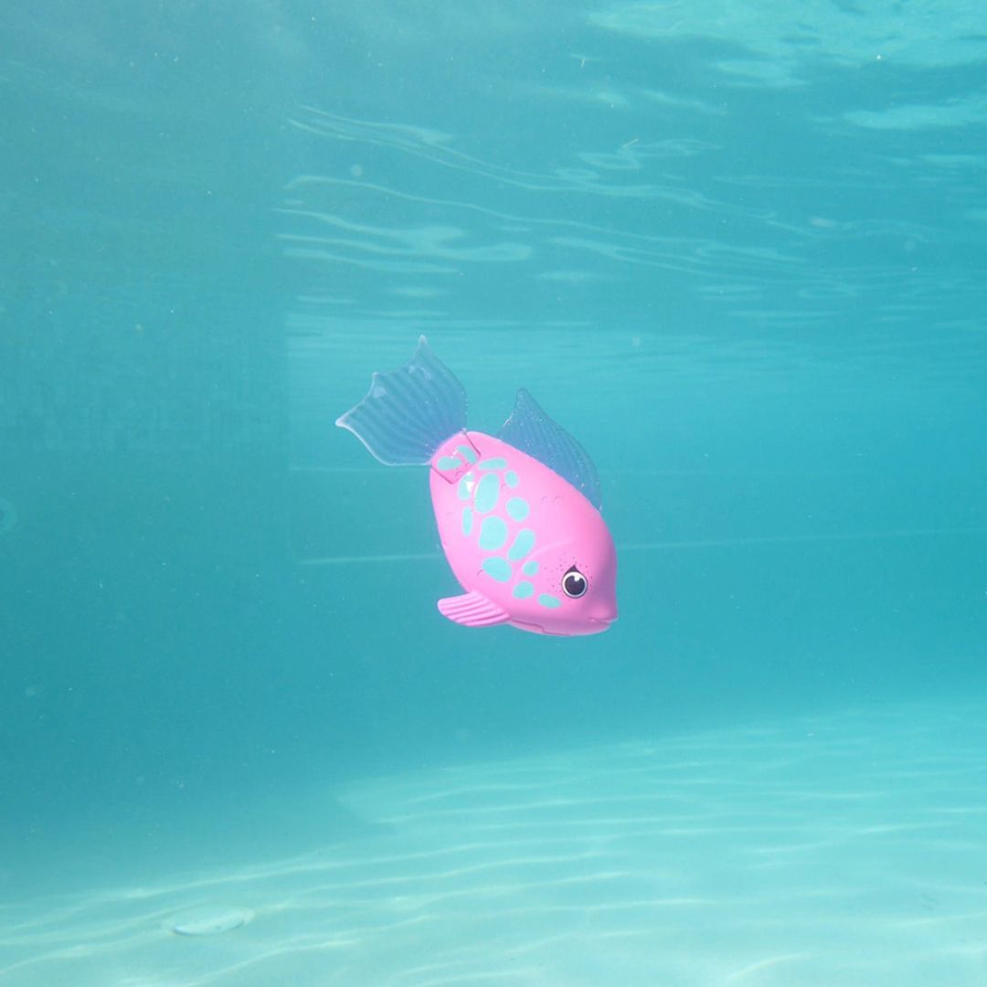 Rainbow reef fish rainbow fi - Bilde 2