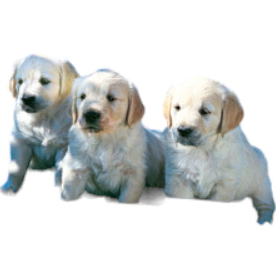 Dyre lotto fotografisk fra 2 år